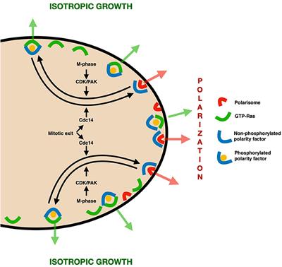 gRASping Depolarization: Contribution of RAS GTPases to Mitotic Polarity Clusters Resolution